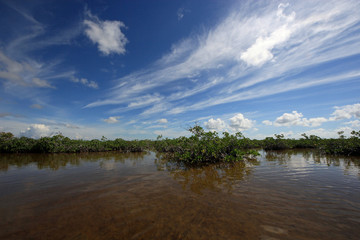 Mangrove trees under a dramatic cloudscape in the shallows of Barnes Sound, Florida.