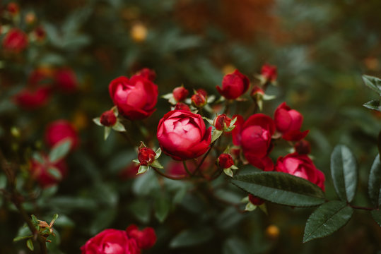 Roses