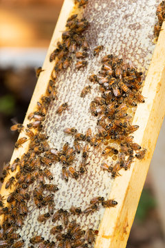 Bees on honeycomb in beehive