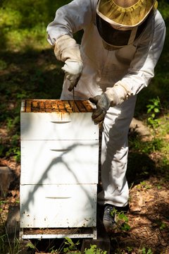 Bee hive with beekeeper