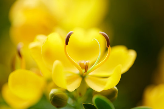 Lovely yellow flowers and plant leaves, closeup
