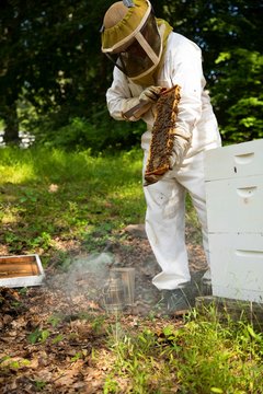 Beekeeper checking his hive