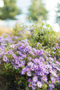 Purple Asters Blooming in A Garden
