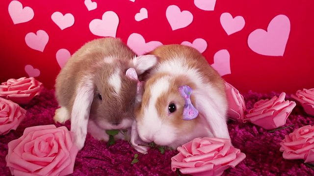Valentine s day. St Valentines pet animal lop cute heart love loving concept