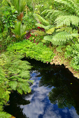Rainforest ferns reflecting from a pool of water
