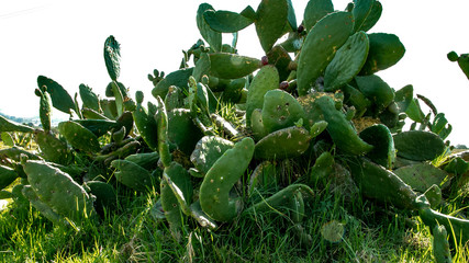  Cacti in Mexico everywhere. Cacti grow in the mountains, cacti in the desert fields. In the city, too, cacti