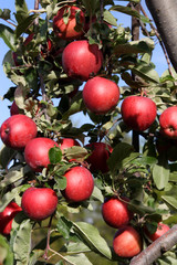 Clusters of ripe, red apples ready to harvest