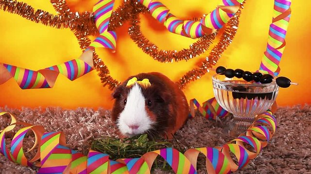 Happy new year guinea pig party cavy