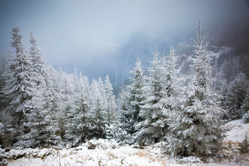 winter landscape with snowy fir trees in the mountains