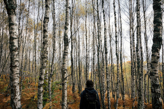 Man hiking in birch tree forest