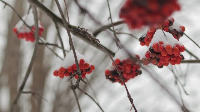 Rowan berries under white snow close-up, frozen Rowan. The concept of winter