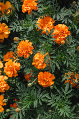 Background of orange marigolds flowers. Spring and summer theme. 