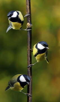 Great tit trio on bamboo cane