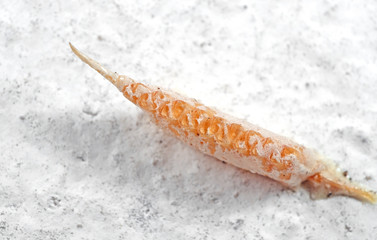 Macro Photo of Praying Mantis Egg Sack on White Wall