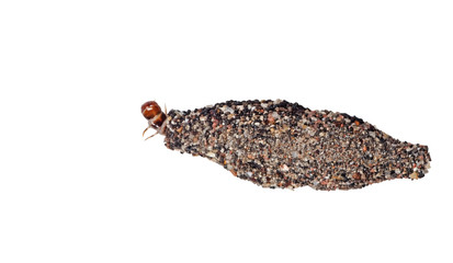 Macro Photo of Case Bearing Clothes Moth Isolated on White Background with Clipping Path and Copy...