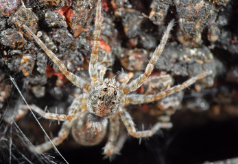 Macro Photo of Little Brown Spider with Spider Web Isolated on The Rock