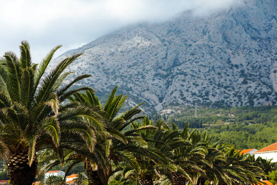 Palms