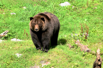 Fototapeta premium A Brown Bear surveys his surroundings in Alaska