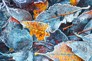 Frosty autumn leaves in november