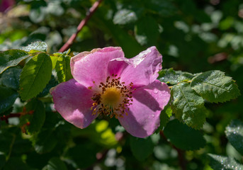wild rose in the forest