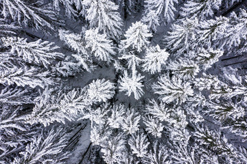 Aerial view of snowy fir trees in winter forest
