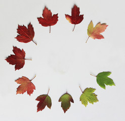 Circle of leaves from a Snowball tree showing colors of the passing seasons