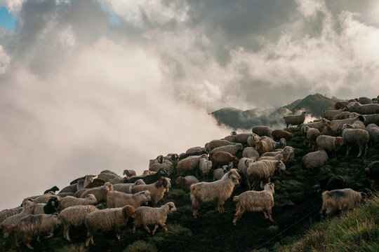 Mardi Himal Trek, Nepal: A herd of sheep in high-camp (3500m).