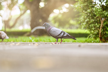 Pigeon or dove bird standing in green park.