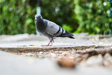 Pigeon or dove bird standing in green park.