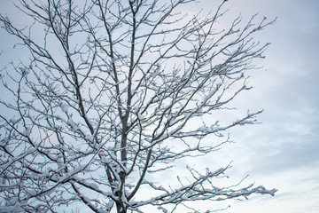 Fototapeta na wymiar Snowy Tree in a Cold Morning