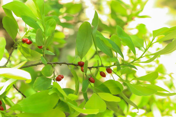 Erythroxylum coca at garden