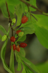 Erythroxylum coca at garden