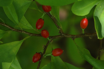 Erythroxylum coca at garden