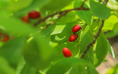 Erythroxylum coca at garden