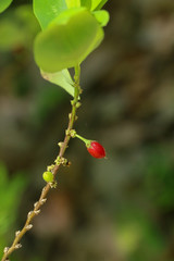 Erythroxylum coca at garden