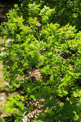 Fototapeta premium Erythroxylum coca at garden