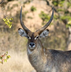 Large male Waterbuck in South Africa