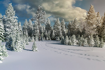 spruce forest covered with snow on a frosty day. Beautiful winter panorama