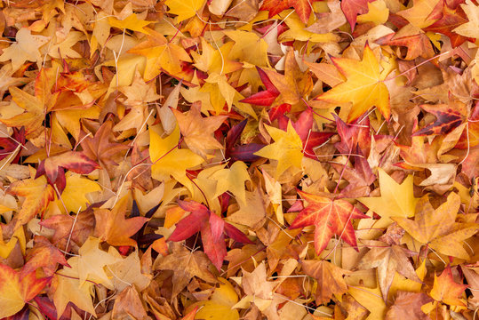 Fototapeta Autumn Leaves On Forest Floor