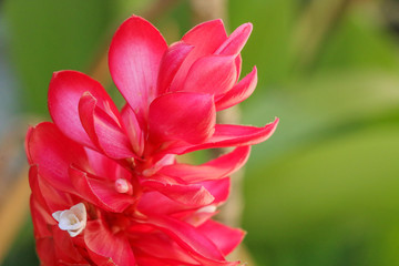 Red Ginger at garden