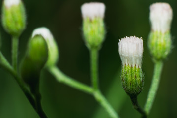 Macro view of grass flower in natural, grass pink and white flower close-up blurred background