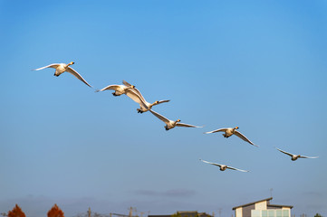 【新潟県瓢湖】白鳥が越冬のために訪れる瓢湖はラムサール条約登録湿地