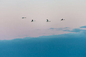 Fototapeta na wymiar 【新潟県瓢湖】白鳥が越冬のために訪れる瓢湖はラムサール条約登録湿地