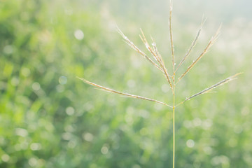 The grass flower close-up in morning meadow blur sunlight background, the nature background
