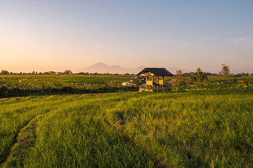Sunset Over a Sun-Drenched Rice Field with Volcanoes. Golden rice terraces with palm trees and a rustic farmhouse under a warm sunset sky, capturing rural charm and agricultural beauty