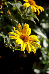 Marigold Tree, tournesol Mexican Mexican, sunflower (scientific name: Tithonia diversifolia) are blooming in the garden. In the natural environment.