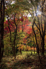 In and around the Imperial Palace in Tokyo, Japan in autumn