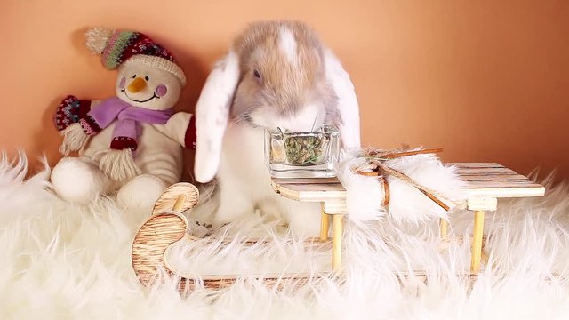 Snow winter rabbit cute snowman lop