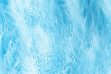 Macro shot of blue bird fluffy feathers in soft and blur style