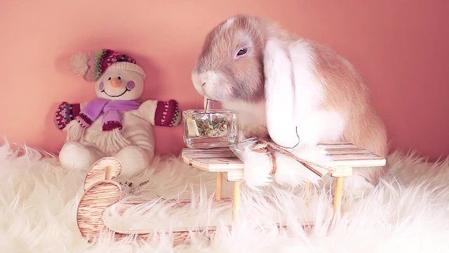 Snow winter rabbit cute snowman lop